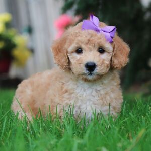 Poodle Puppy Indie