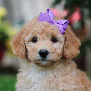 Poodle Puppy Indie