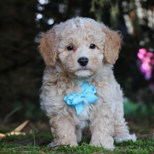 Bichonpoo Puppy Hero