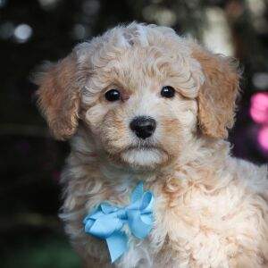 Bichonpoo Puppy Hero