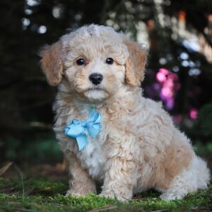 Bichonpoo Puppy Hero