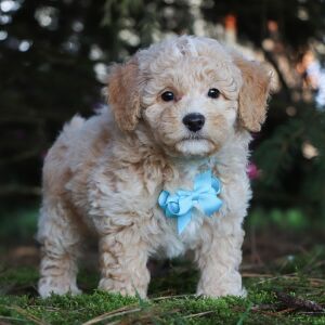 Bichonpoo Puppy Hero