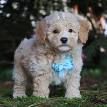 Bichonpoo Puppy Hero