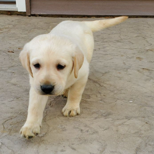 Labrador Retriever Puppy Maddie