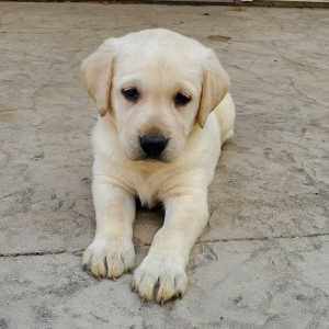 Labrador Retriever Puppy Maddie
