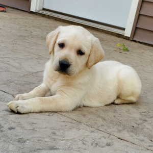 Labrador Retriever Puppy Maddie