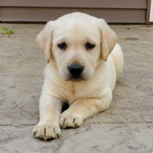 Labrador Retriever Puppy Maddie