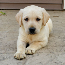 Labrador Retriever Puppy Maddie