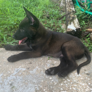 Belgian Malinois Puppy Bear