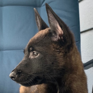 Belgian Malinois Puppy Bear