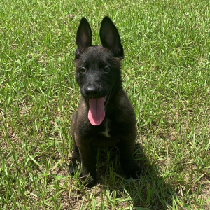 Belgian Malinois Puppy Bear