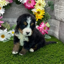 Bernese Mountain Dog Puppy Teddy