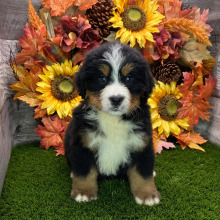 Bernese Mountain Dog Puppy Teddy