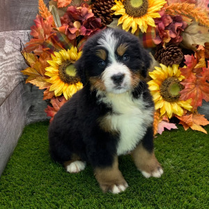 Bernese Mountain Dog Puppy Teddy