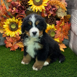 Bernese Mountain Dog Puppy Teddy