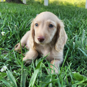 Dachshund Puppy Milton