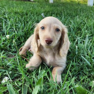 Dachshund Puppy Milton