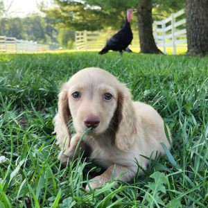 Dachshund Puppy Milton