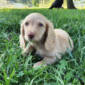 Dachshund Puppy Milton