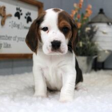 Beagle Puppy Myles