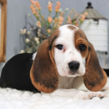Beagle Puppy Myles
