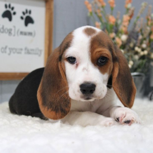 Beagle Puppy Myles