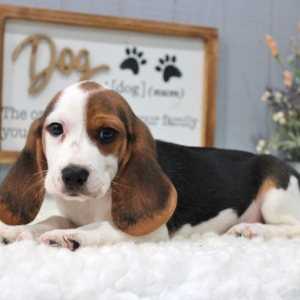 Beagle Puppy Myles