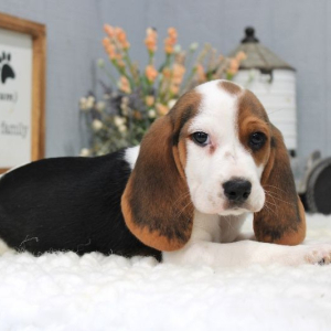 Beagle Puppy Myles
