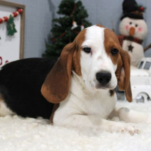 Beagle Puppy Myles