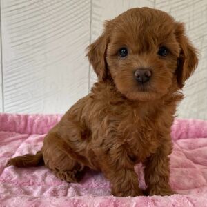 Cavapoo Puppy Qira