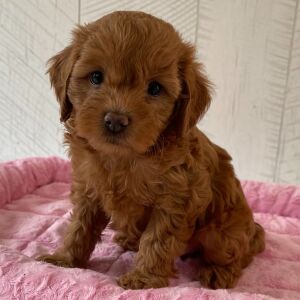 Cavapoo Puppy Qira