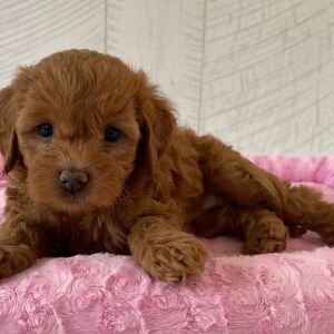 Cavapoo Puppy Qira
