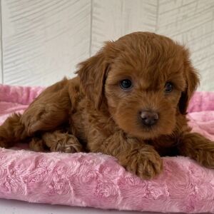 Cavapoo Puppy Qira
