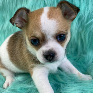 Chihuahua Puppy Noah