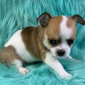 Chihuahua Puppy Noah