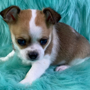 Chihuahua Puppy Noah