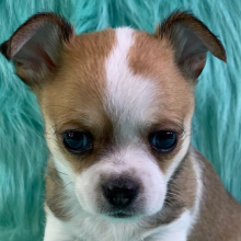 Chihuahua Puppy Noah