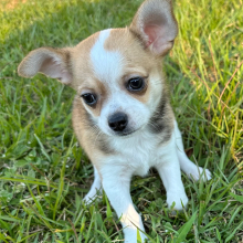 Chihuahua Puppy Noah