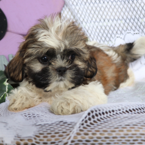 Shih Tzu Puppy Ollie