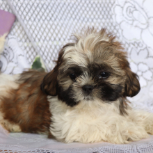 Shih Tzu Puppy Ollie