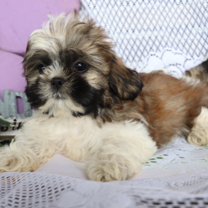 Shih Tzu Puppy Ollie