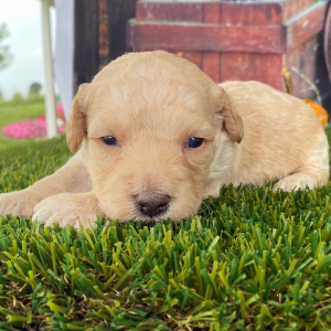 Goldendoodle Puppy Ginger