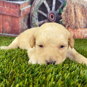 Goldendoodle Puppy Ginger