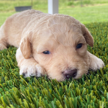 Goldendoodle Puppy Ginger