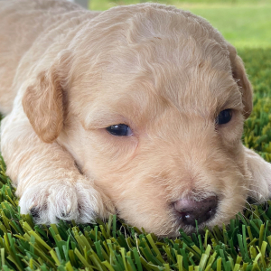 Goldendoodle Puppy Ginger