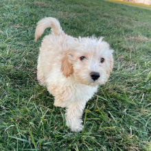 Goldendoodle Puppy Ginger