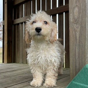 Goldendoodle Puppy Ginger