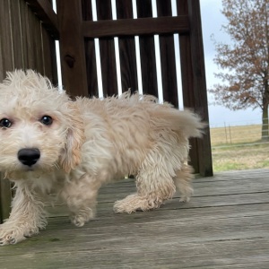 Goldendoodle Puppy Ginger