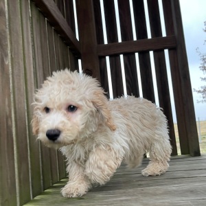 Goldendoodle Puppy Ginger