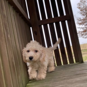 Goldendoodle Puppy Ginger
